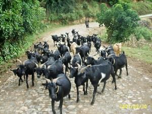 南松坪自然村 南松坪自然村