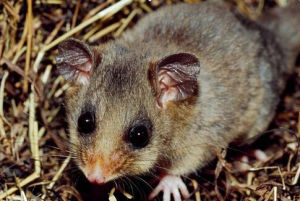 伊斯帕尼奧拉島溝齒鼠 伊斯帕尼奧拉島溝齒鼠