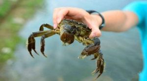 西沙綠蟹 西沙綠蟹