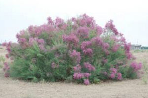 細穗檉柳 細穗檉柳