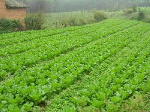 (圖)蔬菜地