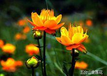 五台山金蓮花