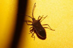 寬棘緣椿象 寬棘緣椿象