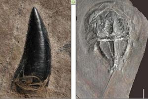 左圖為祖龍的牙齒祖龍是許多恐龍的祖先；右圖為鱟的軟組織化石。