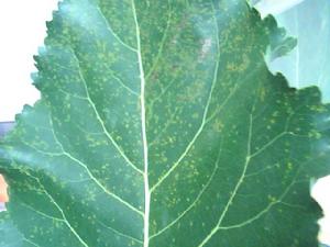 毛白楊鏽病 毛白楊鏽病