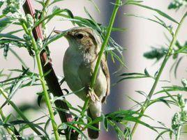 食植性鳥類 食植性鳥類