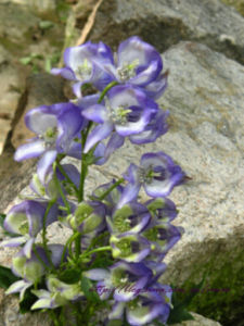 長梗烏頭 長梗烏頭