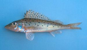 長吻梅花鱸 長吻梅花鱸