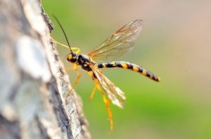 斑翅馬尾姬蜂 斑翅馬尾姬蜂