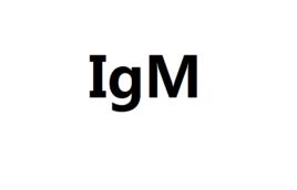 IgM