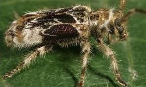 下村氏粿胸天牛