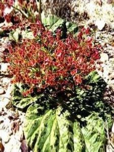 沙漠大黃 沙漠大黃