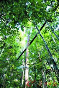 塔曼奈加拉國家公園 塔曼奈加拉國家公園