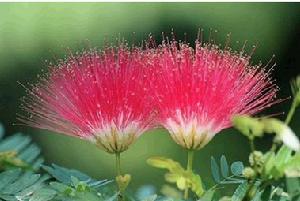 相依而開的苦情花