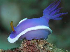 動自體受精 動自體受精