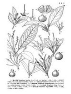 少脈山礬 少脈山礬