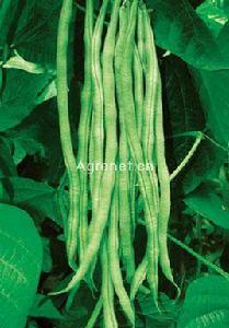 白花架豆 白花架豆