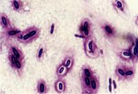 微生物染色 微生物染色