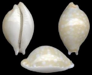 地雷寶螺 地雷寶螺