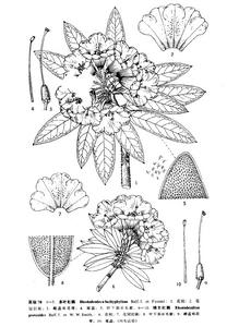 矮生杜鵑 矮生杜鵑