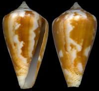 平氏芋螺 平氏芋螺