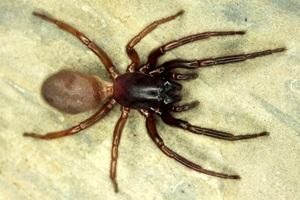 類石蛛科 類石蛛科