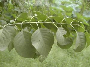 桃葉衛矛 桃葉衛矛