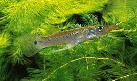 尖嘴蝶魚 尖嘴蝶魚