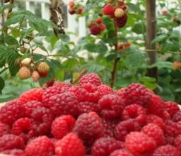 美國稠李 美國稠李