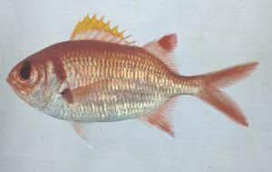 多鋸魚屬 多鋸魚屬