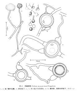 簡囊腐霉 簡囊腐霉