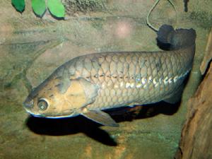 非洲骨舌魚 非洲骨舌魚