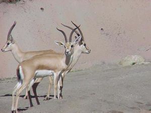 藍灰彎角羚 藍灰彎角羚