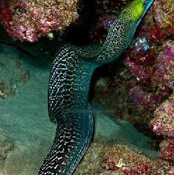 小鰭裸海鱔 小鰭裸海鱔