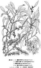 錯枝冬青 錯枝冬青