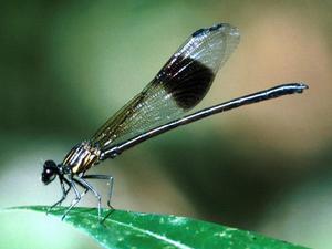 腹鰓蟌科 腹鰓蟌科