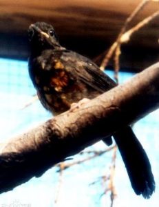 白腰鵲鴝康厄安亞種 白腰鵲鴝康厄安亞種