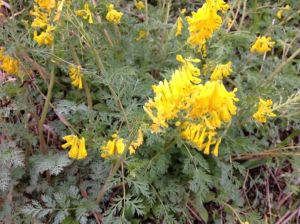 珠果紫堇 珠果紫堇