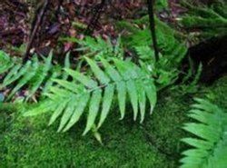 黑鱗節肢蕨 黑鱗節肢蕨