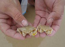 紅線黎明蟹（Matuta planipes）