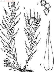 厚壁薄齒蘚 厚壁薄齒蘚