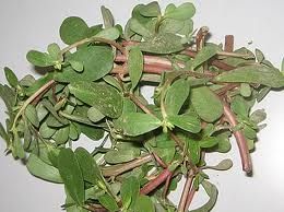 馬齒莧膏 馬齒莧膏