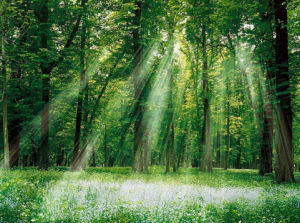 森林氣候 森林氣候