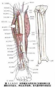 脛骨骨折的髓內釘內固定術 脛骨骨折的髓內釘內固定術