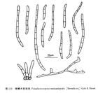 暗鱗木假尾孢 暗鱗木假尾孢