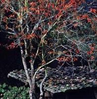 黃以注[福建省攝影家協會副主席]