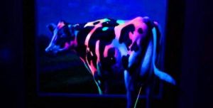 夜光3D藝術展 夜光3D藝術展