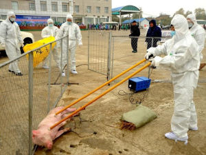 2018年非洲豬瘟疫情