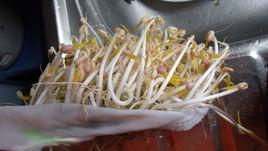 赤小豆芽[赤小豆芽]