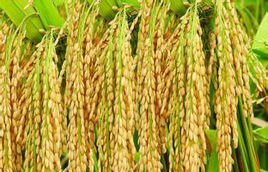 株兩優30 株兩優30